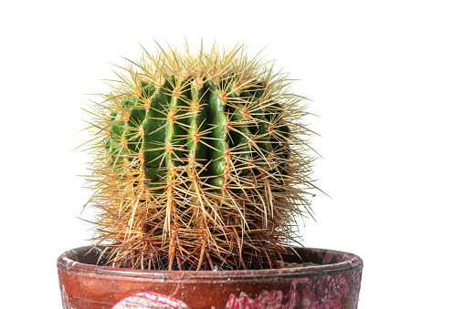 Image of a house green cactus with yellow thorns growing in a pot on a white background. Close up, with copy space