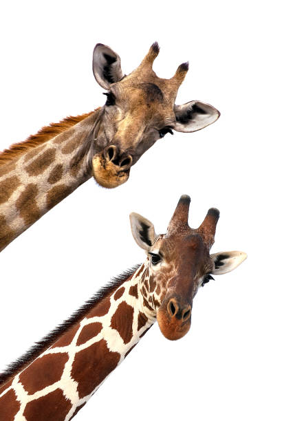 istock Heads of two giraffes against a pristine white background 1799559818