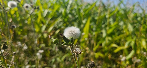 Dandelion in field, close up