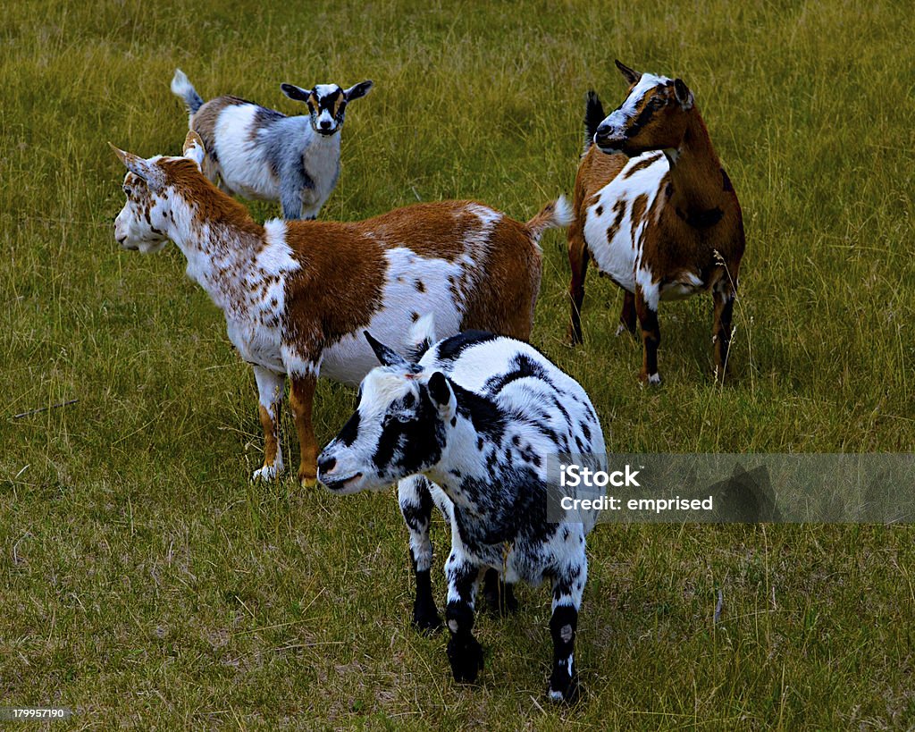 Cabras en campo-cuatro - Foto de stock de Alerta libre de derechos