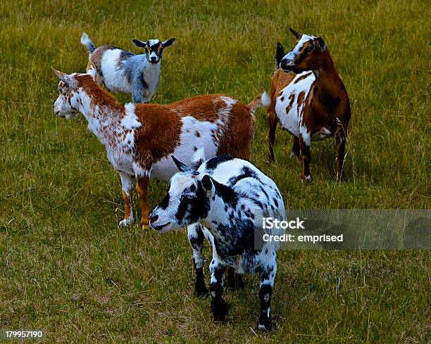 Goats В Поле 4 — стоковые фотографии и другие картинки Pygmy Коза - Pygmy Коза, Взаимодействие, Глаз животного