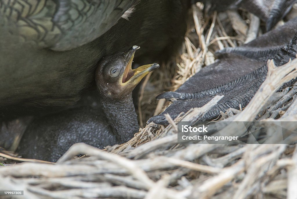 Shag famiglia e appena nato chick (Isole Farne, Regno Unito) - Foto stock royalty-free di Bamburgh