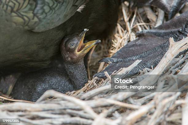 Shag Famiglia E Appena Nato Chick - Fotografie stock e altre immagini di Bamburgh