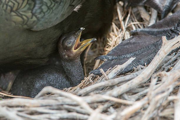 Shag family and newly born chick (Farne Islands, UK) stock photo