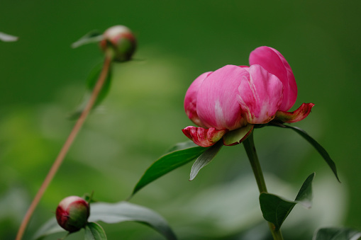 Peonies ib bloom.