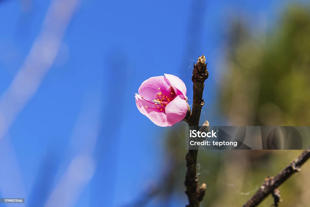 Dziki Himalayan wiśni, czereśni (Prunus cerasoides) flower - Zbiór zdjęć royalty-free (Bez ludzi)