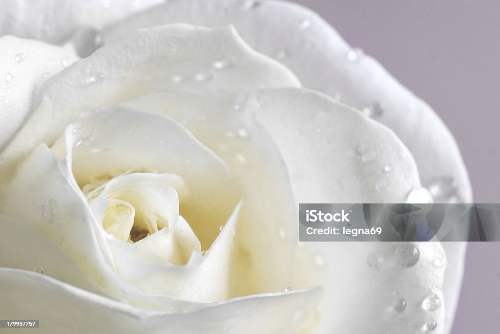 White rosa - Foto stock royalty-free di Bianco