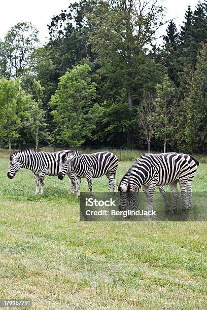 Foto de Zebras e mais fotos de stock de Animais de Safári - Animais de Safári, Beleza, Branco