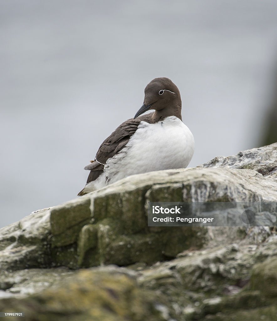 Di Uria-ruffled feathers (Isole Farne, Regno Unito) - Foto stock royalty-free di Bamburgh