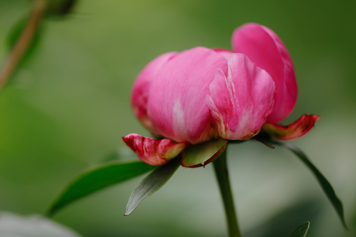 A peony in bloom.  Shot with a Canon 5D Mark IV.