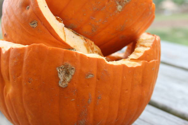 istock Old rotten pumpkin after Halloween 1799594454