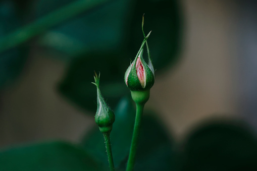 A close up of rose buds.  Shot with a Canon 5D Mark IV.