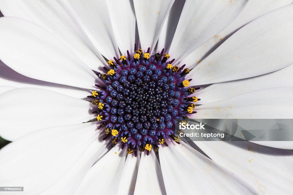 Close up of cape daisy Close up of cape daisy (African daisy) with white ray florets and violet disc florets Beauty In Nature Stock Photo