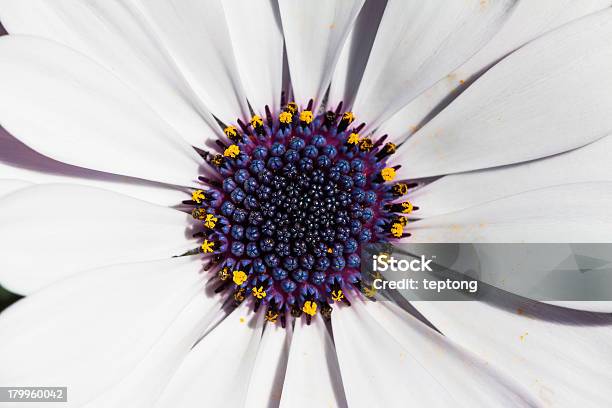 Close Up Of Cape Daisy Stock Photo - Download Image Now - Beauty In Nature, Blossom, Blue