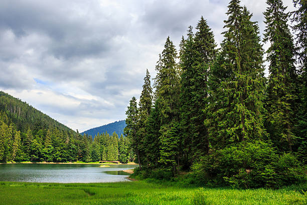 istock coniferous lake shore  in mountains 179960795
