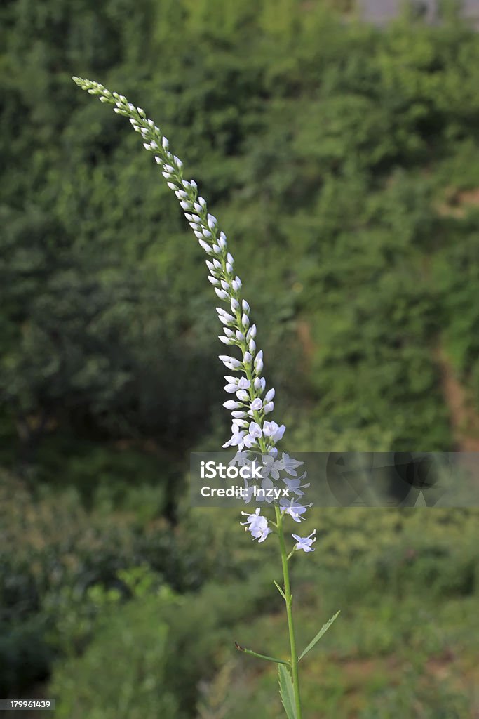 野生の植物の花 - アジア大陸のロイヤリティフリーストックフォト