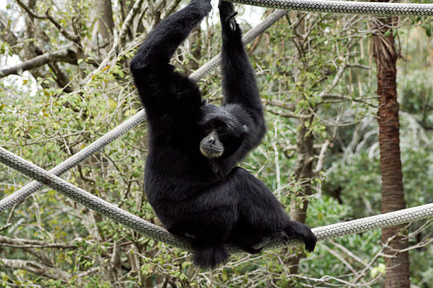 siamang en el zoológico audubon - audubon park zoo fotografías e imágenes de stock