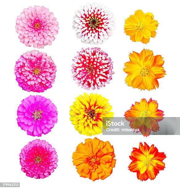 Colección De Cabeza De Coloridas Flores Fresco Y Natural Foto de stock y más banco de imágenes de Botánica
