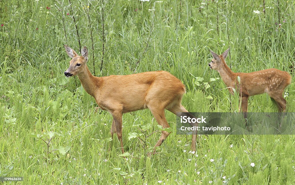 Família do alce e doe e Bezerro - Royalty-free Animal Foto de stock