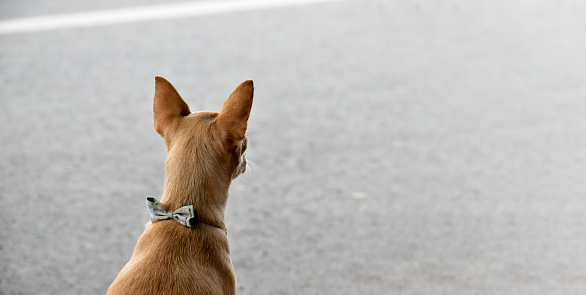 Female chihuahua is sitting and waiting her owner beside the road. View from back.