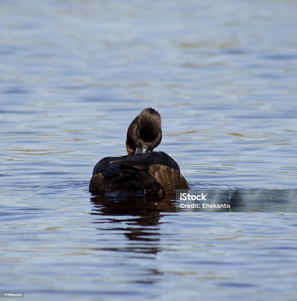 터프트 덕 - 로열티 프리 Tufted Duck 스톡 사진