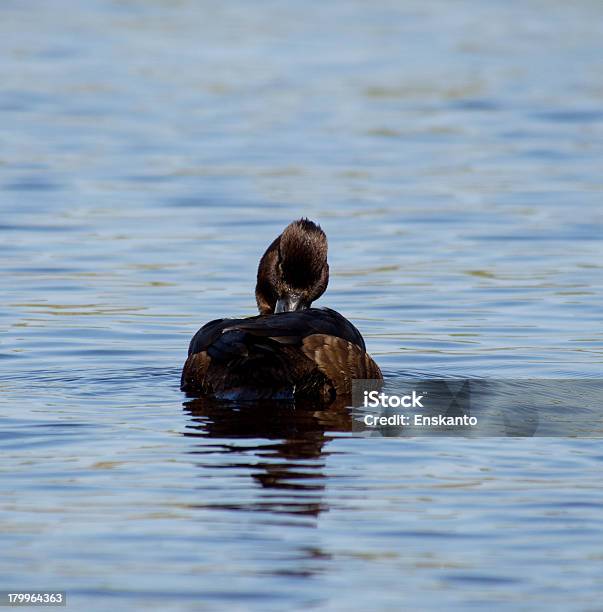 터프트 덕 Tufted Duck에 대한 스톡 사진 및 기타 이미지 - Tufted Duck, 동물, 동물 머리