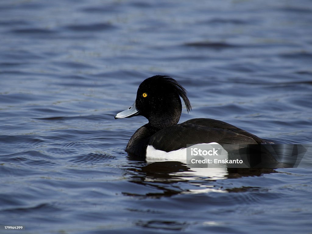 Pato-de-penacho - Royalty-free Animal Foto de stock