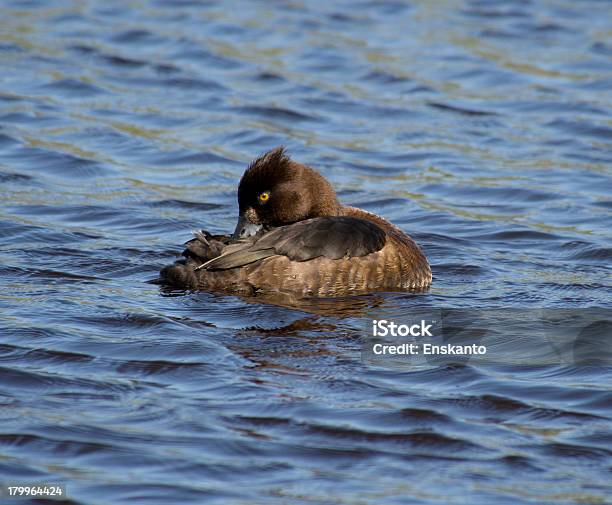 터프트 덕 Tufted Duck에 대한 스톡 사진 및 기타 이미지 - Tufted Duck, 동물, 동물 머리