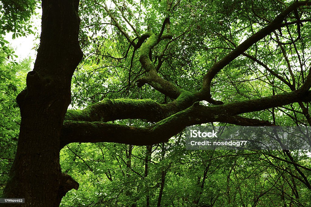 Grünem moss - Lizenzfrei Baum Stock-Foto