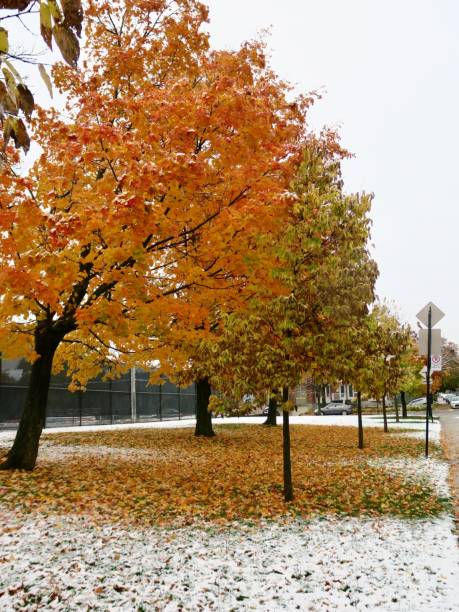 istock A Snowy Day in Autumn 1799653480