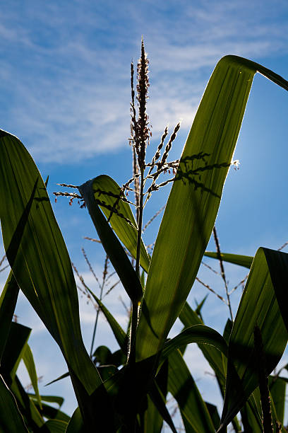 Corn leaf backlit with blue sky background stock photo