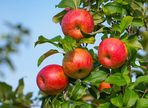 Thuringia, Germany: Ripe apples hanging on a tree in an apple orchard.