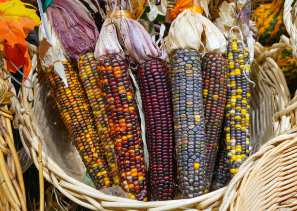 istock colorful ears of indian corn 1799676214