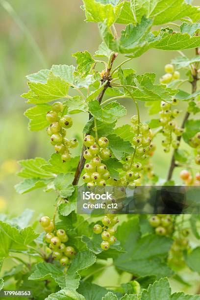 Maduro Currants Verde Foto de stock y más banco de imágenes de Alimento - Alimento, Arbusto, Baya