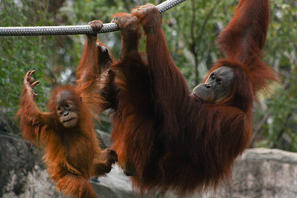 istock Orangutan Mother and Child Play 179968652