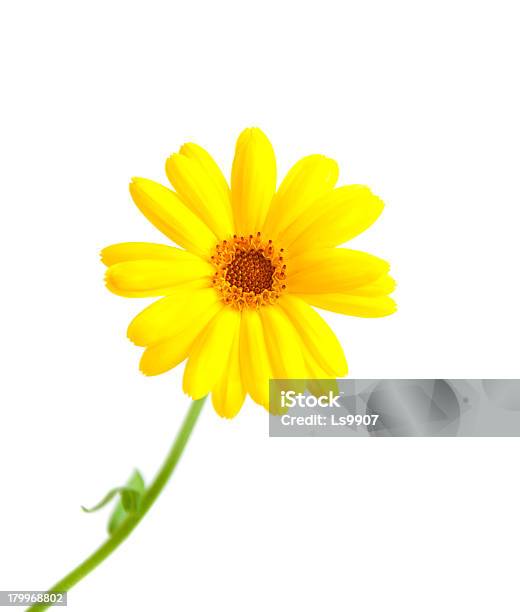 Calendula Blumen Stockfoto und mehr Bilder von Baumblüte - Baumblüte, Blatt - Pflanzenbestandteile, Blume