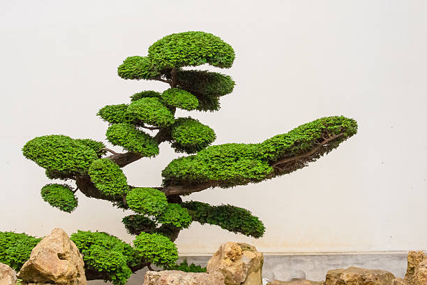 lindo árvore bonsai com pedras - pygmean - fotografias e filmes do acervo
