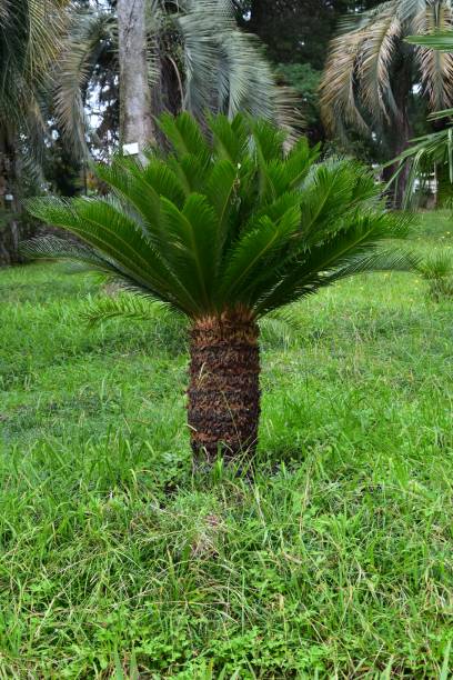 istock small young palm tree in growing on a green lawn 1799694250