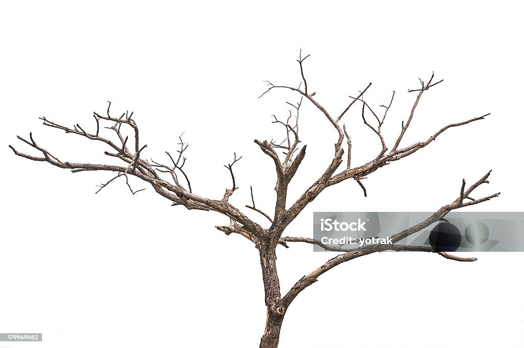 Einzelne alte toter Baum - Lizenzfrei Baum Stock-Foto