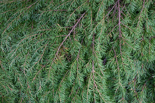 Close up of fresh cut green hemlock leaves.  Flat.  Ideal for backgrounds.