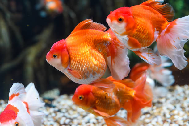 istock Orange oranda goldfish in aquarium 1799706515