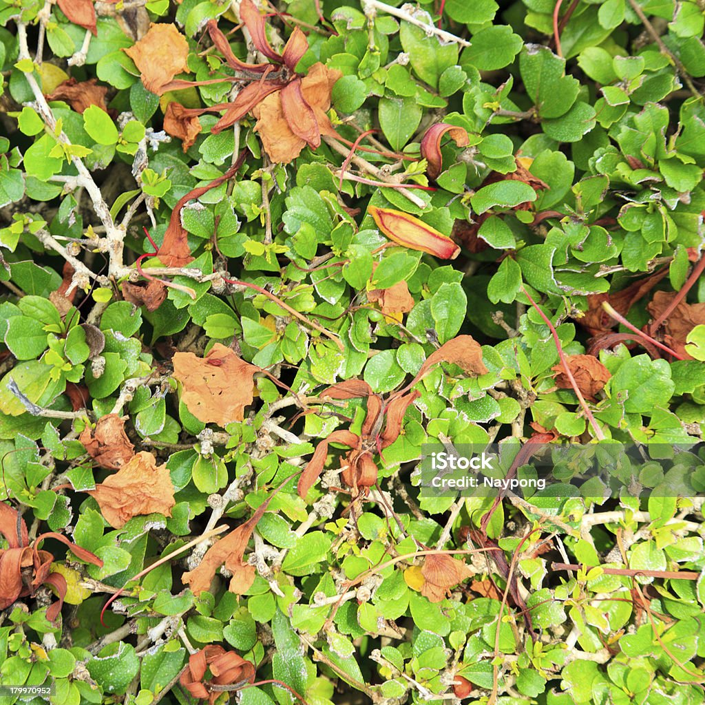 Зеленый и Красный фон с листьями - Стоковые фото Абстрактный роялти-фри