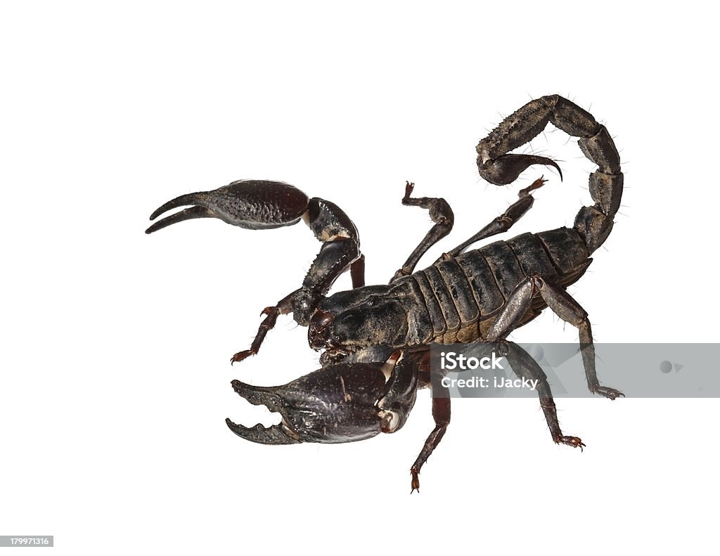 Asian giant forest scorpion (Heterometrus laoticus) - Zbiór zdjęć royalty-free (Agresja)