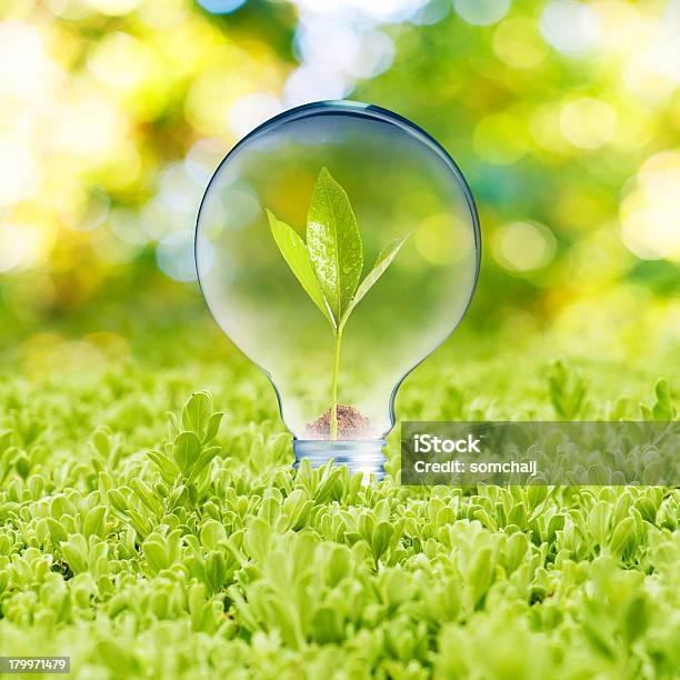 植物の成長電球の内側 - ねじれたのストックフォトや画像を多数ご用意 - ねじれた, アイデア, カラー画像