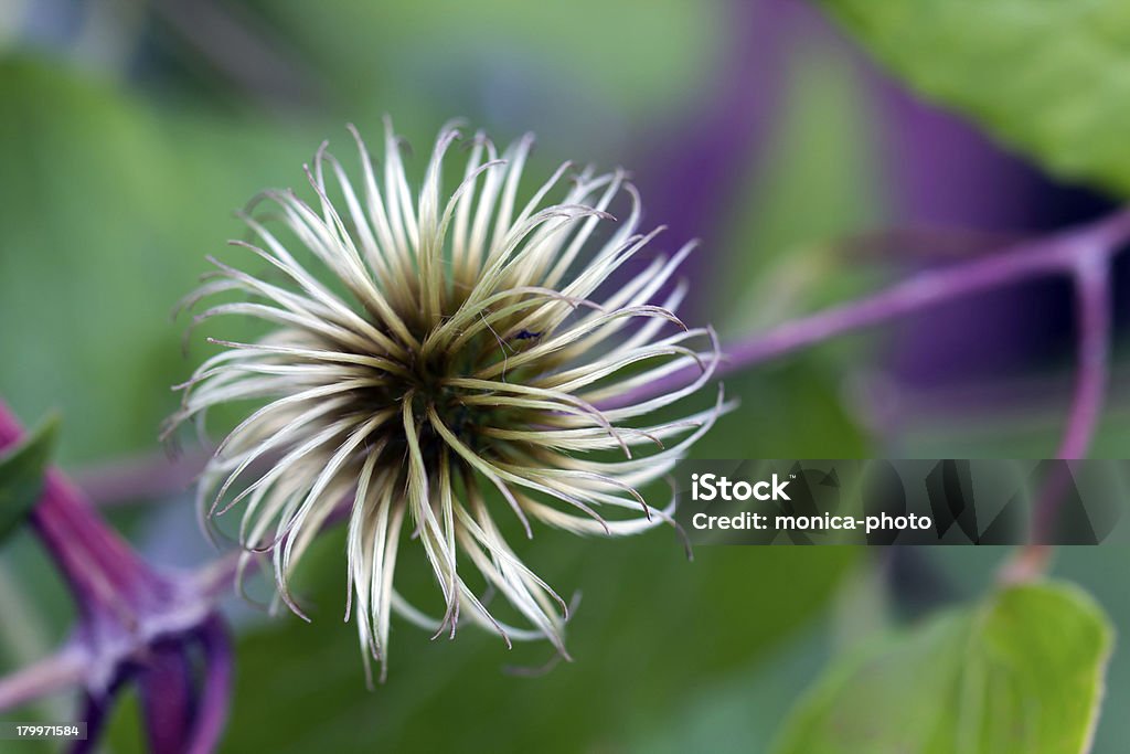 Dália Flor no jardim, close up - Royalty-free Amarelo Foto de stock