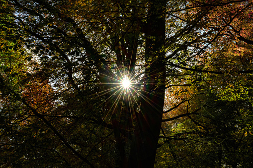 A colourful autumnal background with an autumnal sunstar with silhouette trees in the foreground taken in a vast forest in autumn in England.