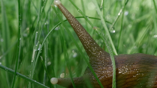 A snail sitting in the green summer grass.Creative. An insect with long thick whiskers sits in the grass on which there are small raindrops