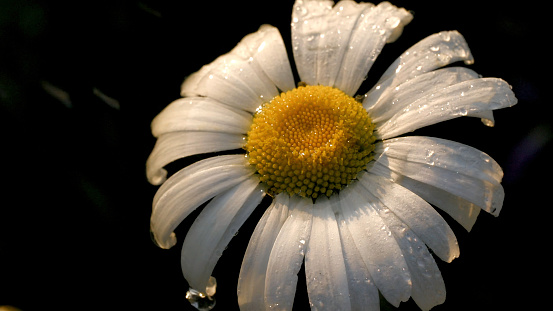 Beautiful chamomile is watered on black background. Creative. Slow splashes of water fall on daisy flower. Watering summer chamomile.