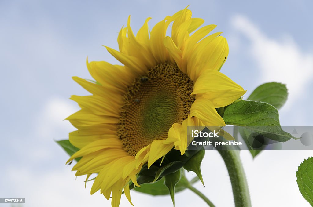 Piękne słonecznika przeciw błękitne niebo - Zbiór zdjęć royalty-free (Bez ludzi)