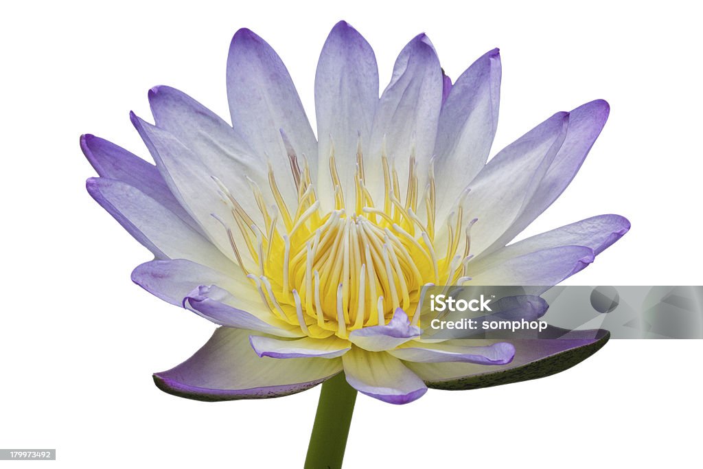 White and Purple lotus isolated flower Asia Stock Photo